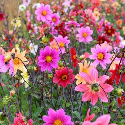 dahlia-bee-friendly-mix