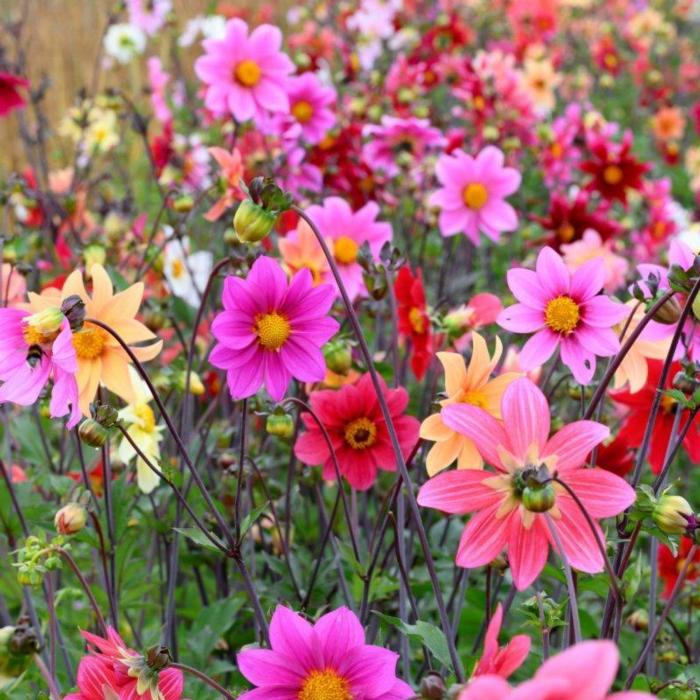 Dahlia 'Bee Friendly Mix' plant