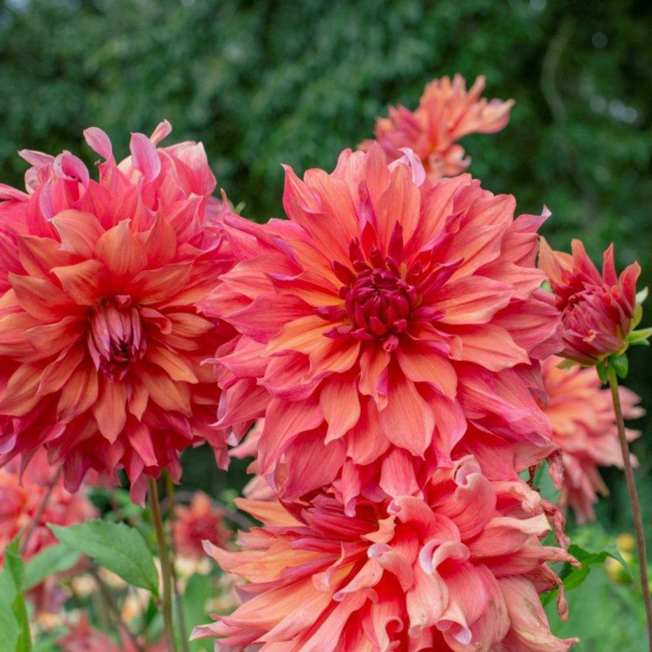 Dahlia 'Belle of Barmera' plant