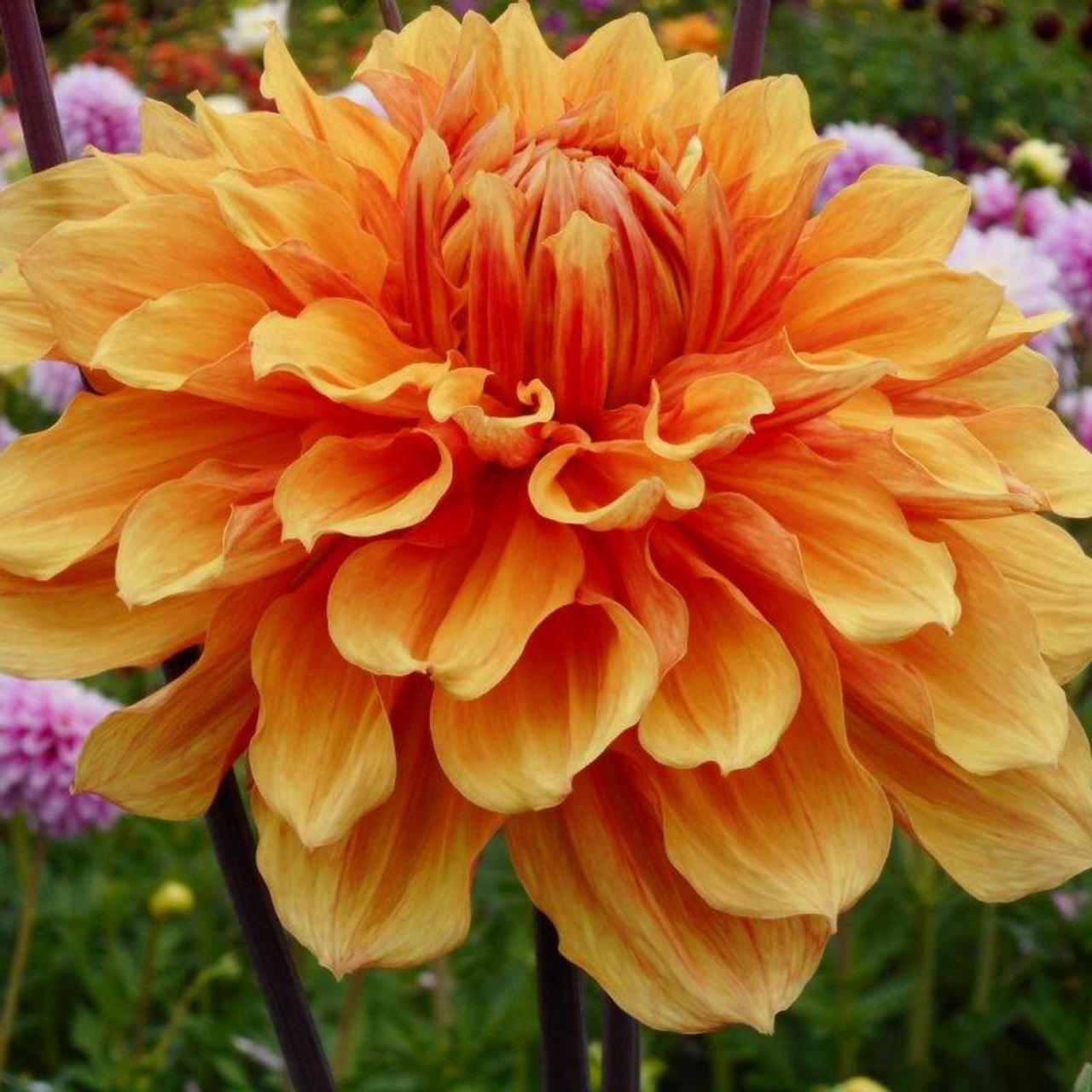 Dahlia 'Ben Huston' plant