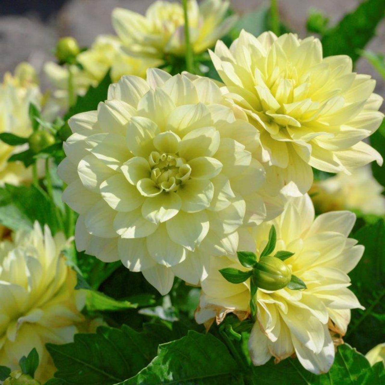 Dahlia 'Berliner Lemon' plant