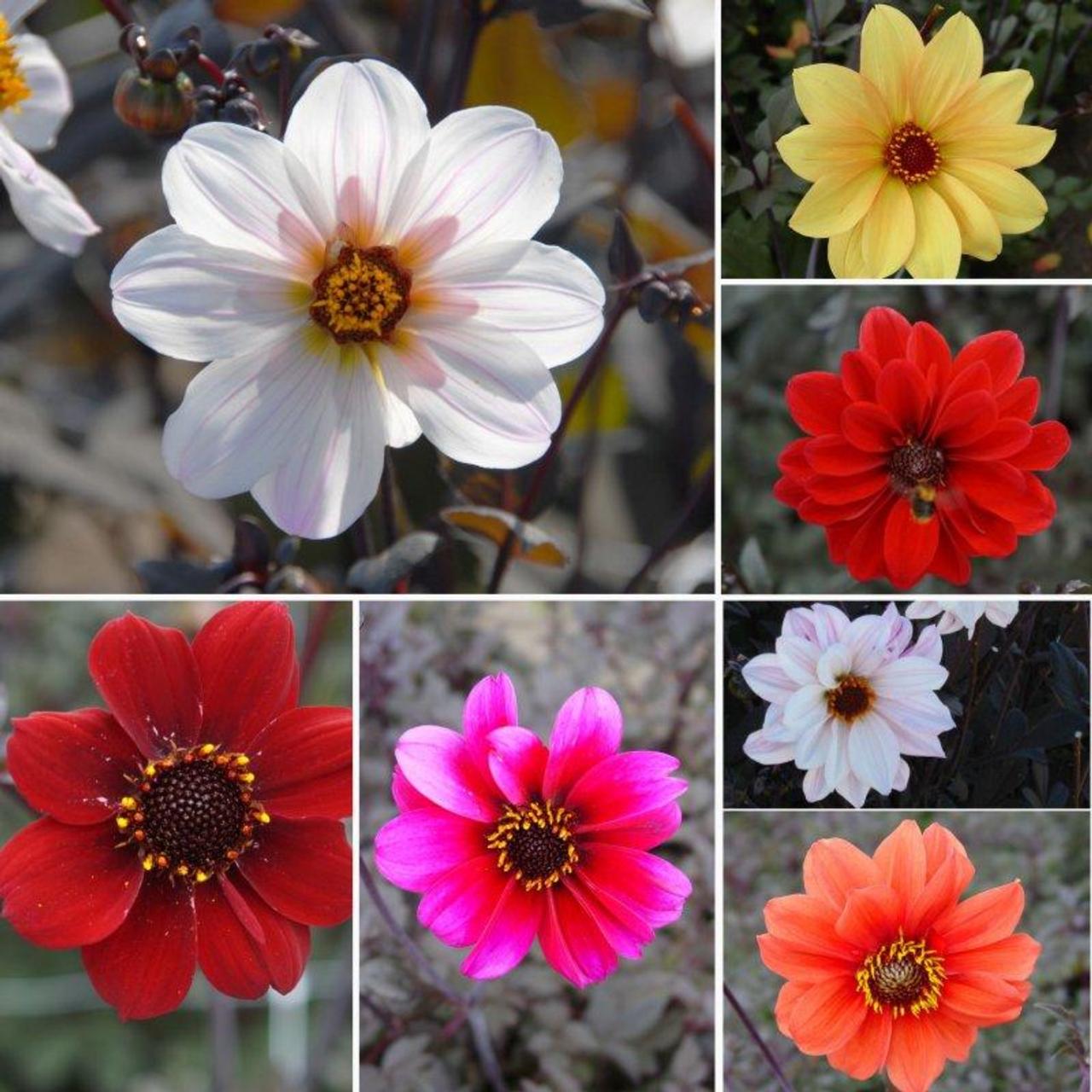 Dahlia  Bishop -mix-  plant