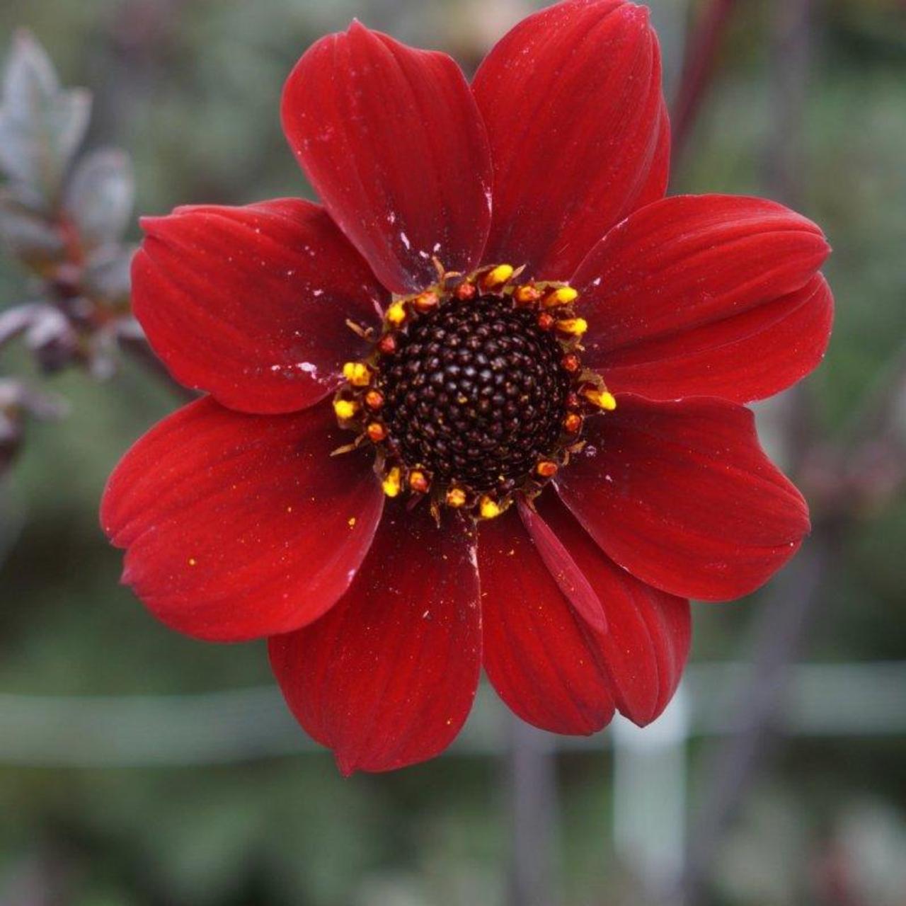 Dahlia 'Bishop of Auckland' plant