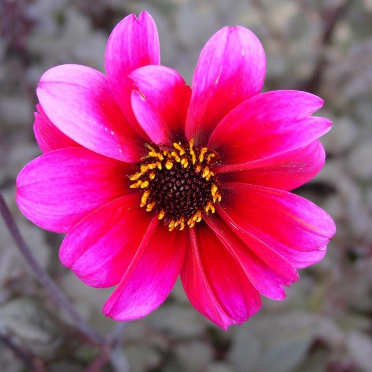 Dahlia 'Bishop of  Canterbury' plant