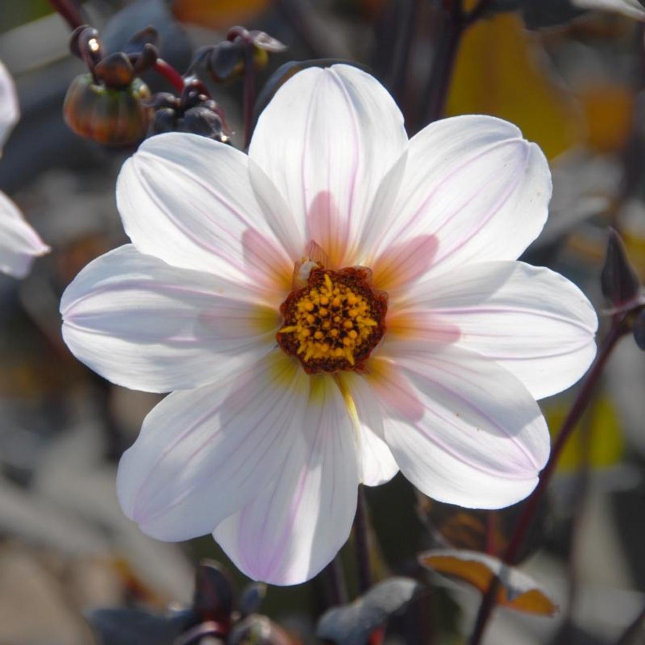 Dahlia 'Bishop of Dover' plant