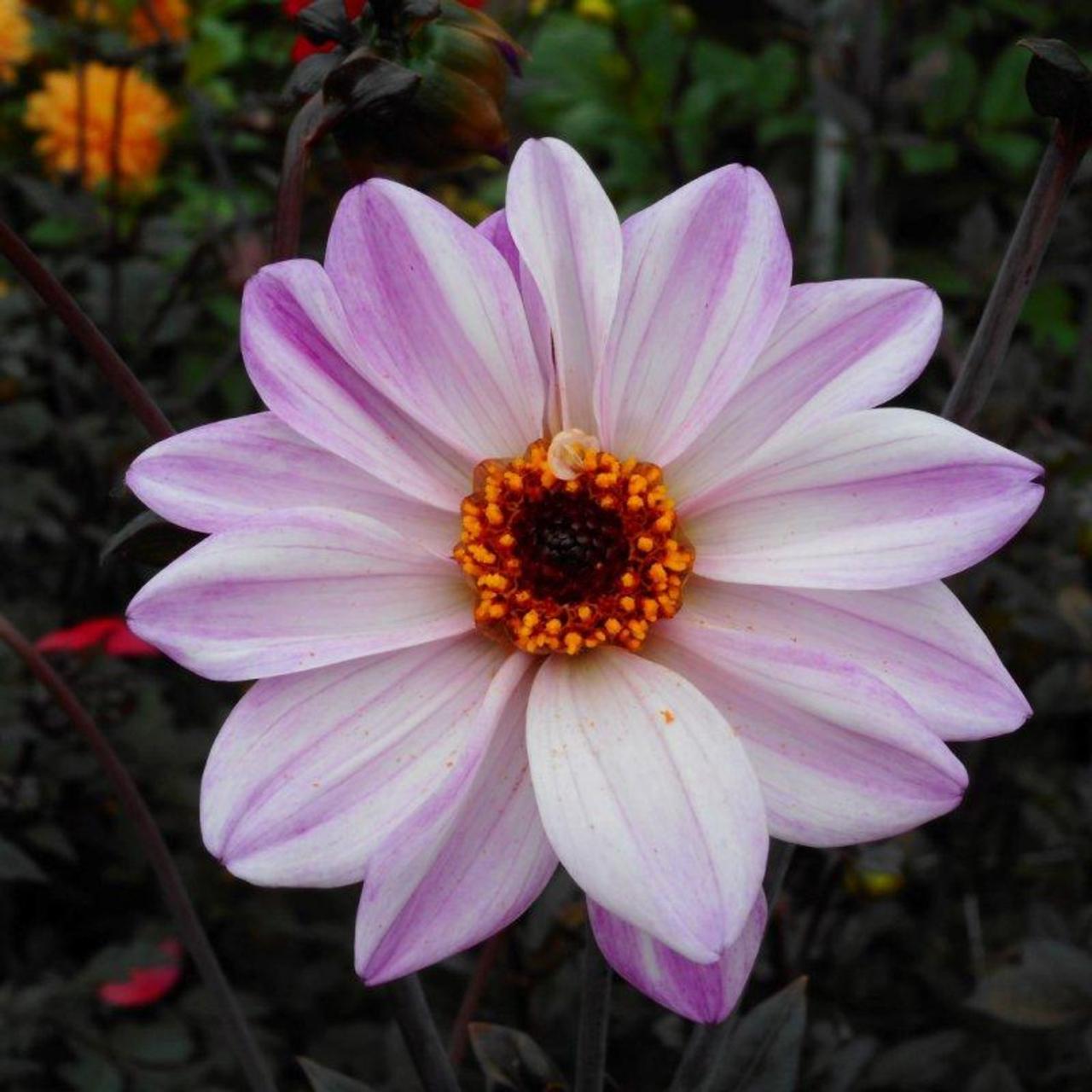 Dahlia 'Bishop of Leicester' plant