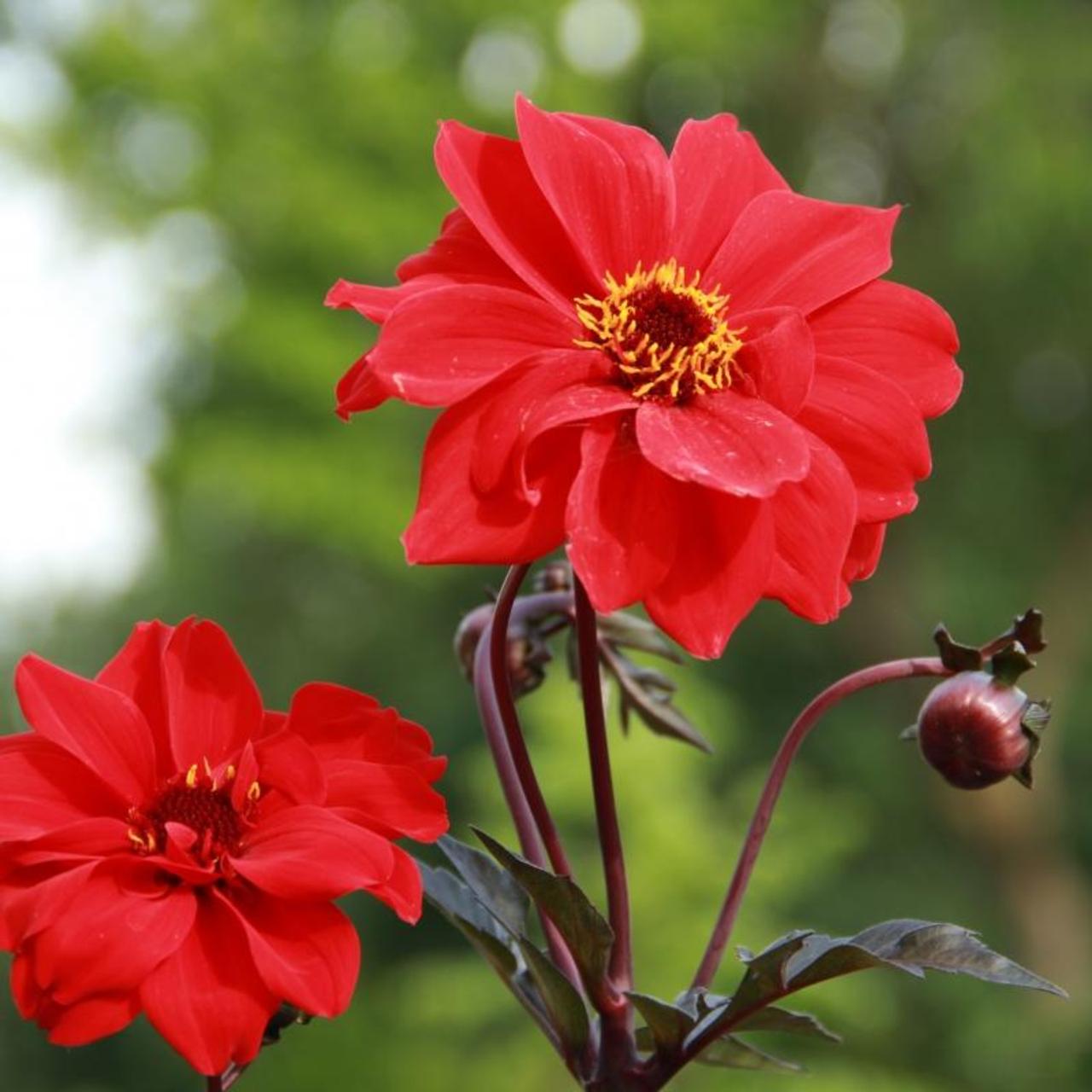 Dahlia 'Bishop of Llandaff' plant