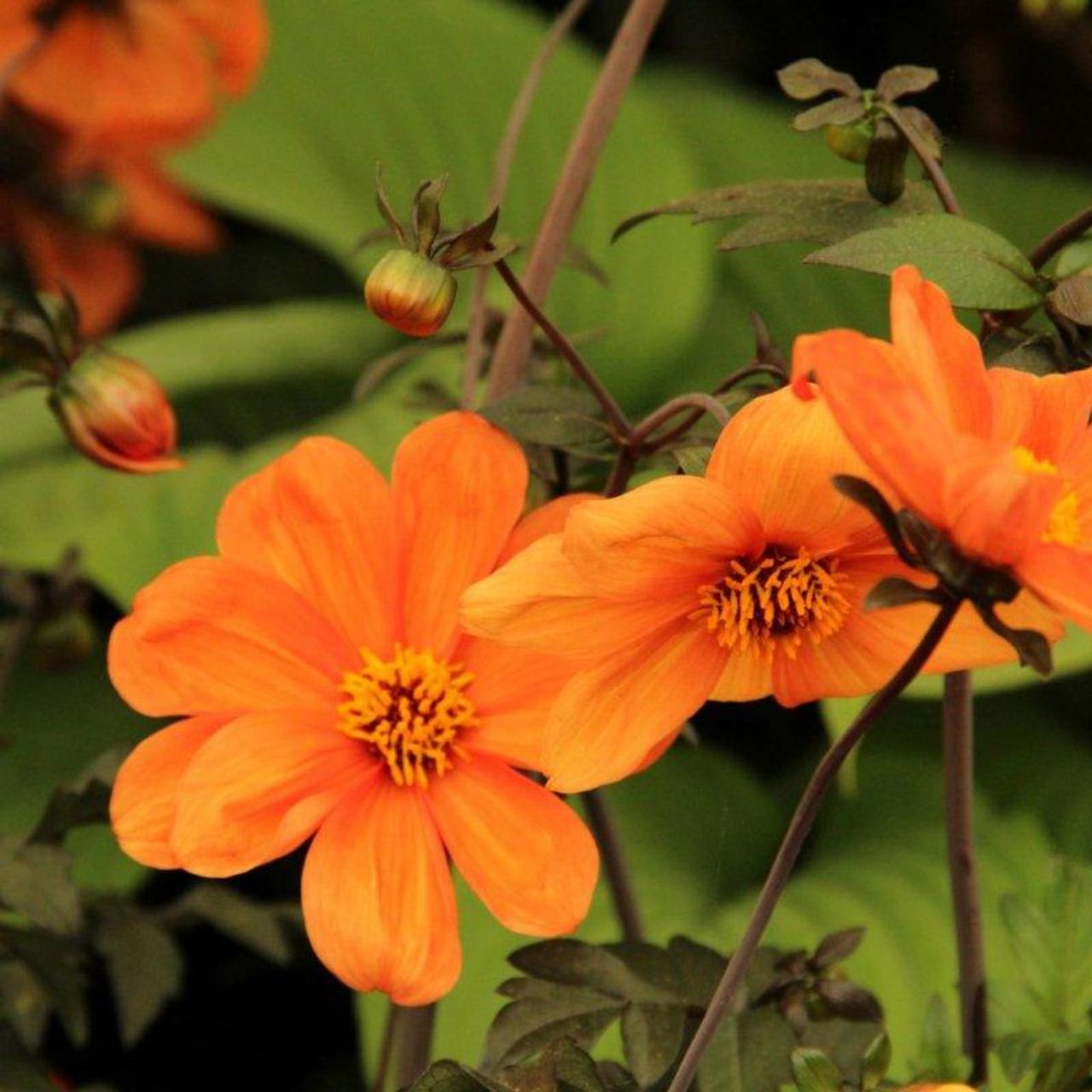 Dahlia 'Bishop of Oxford' plant