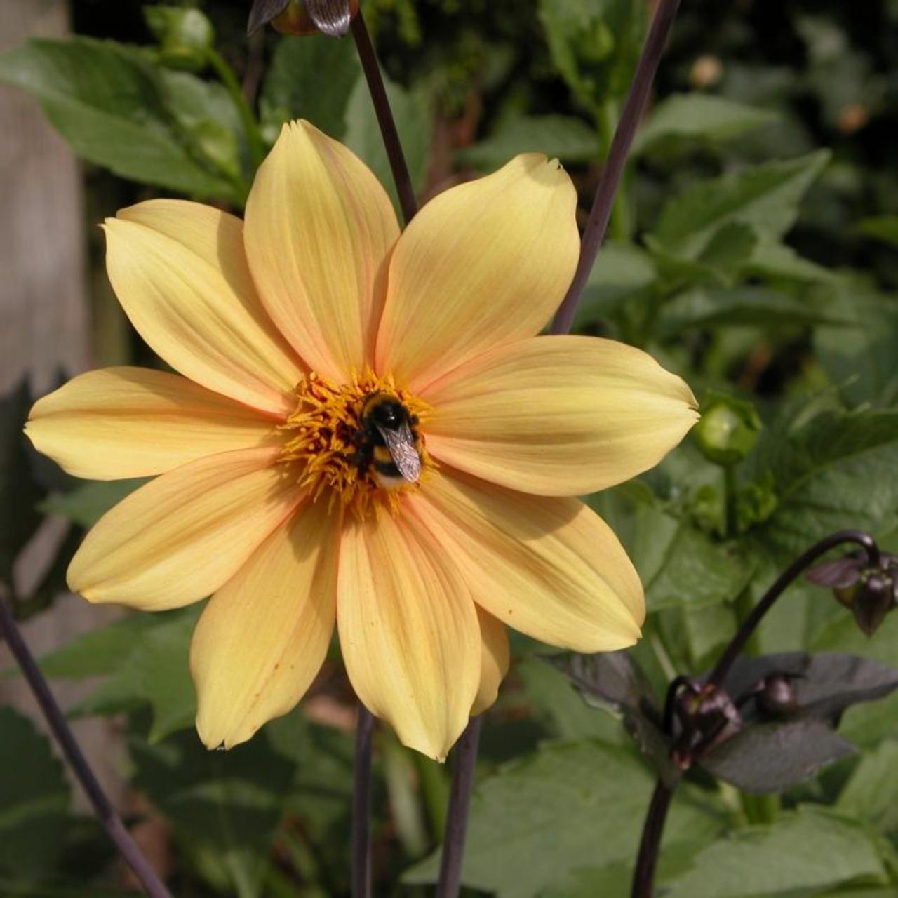 Dahlia 'Bishop of York' plant