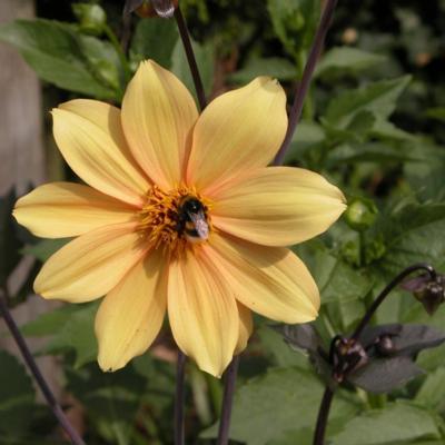 dahlia-bishop-of-york