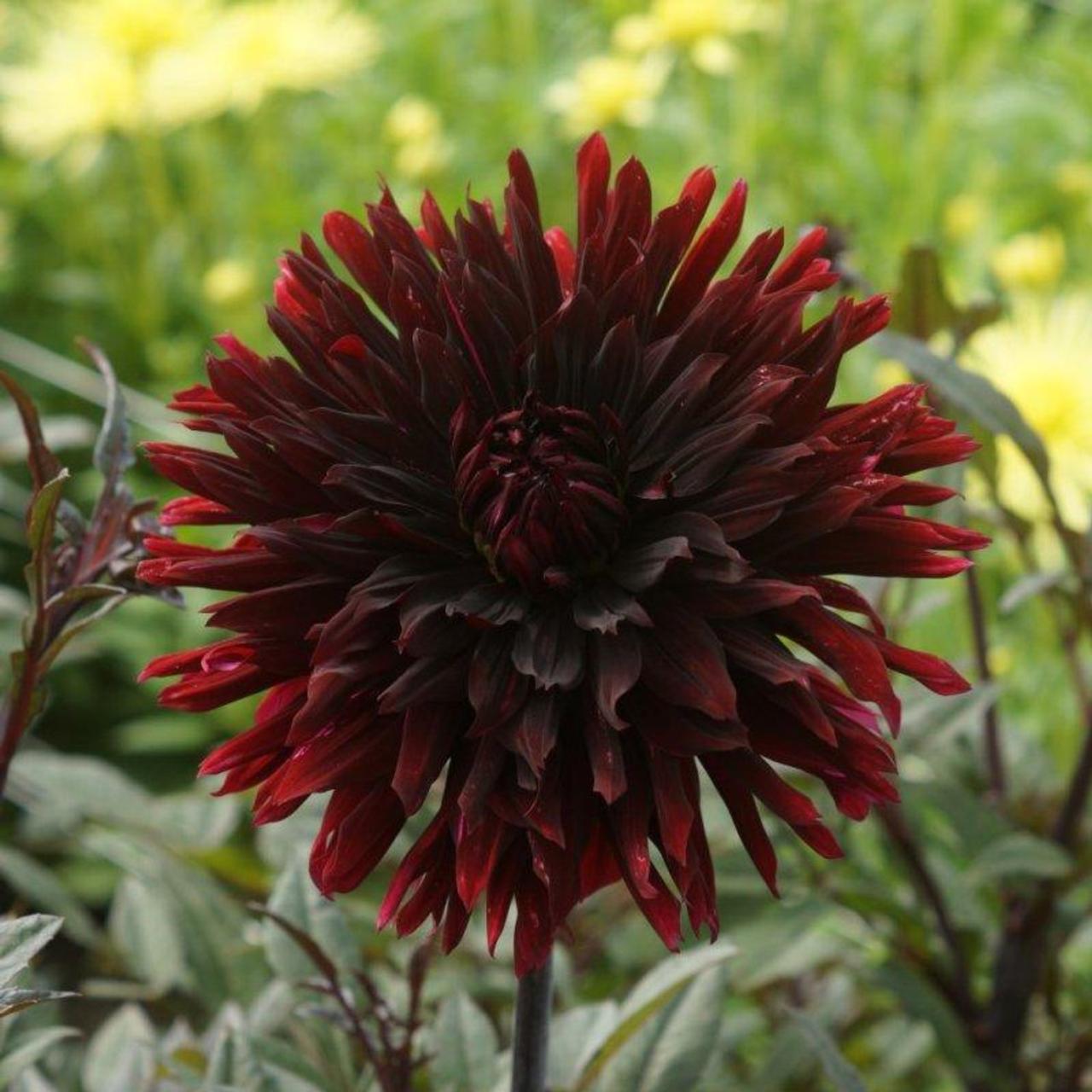 Dahlia 'Black Jack' plant
