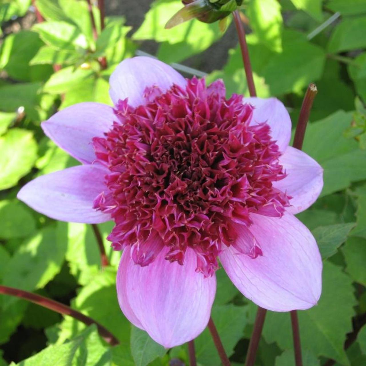 Dahlia 'Blue Bayou (Bayou)' plant