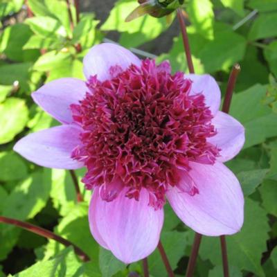 dahlia-blue-bayou-bayou