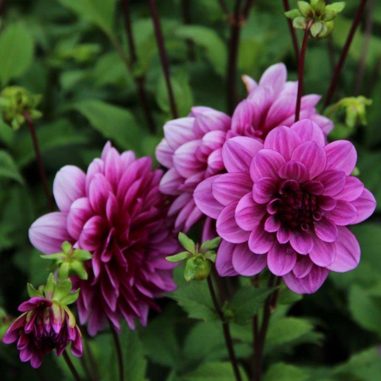 Dahlia 'Blue Bell' plant