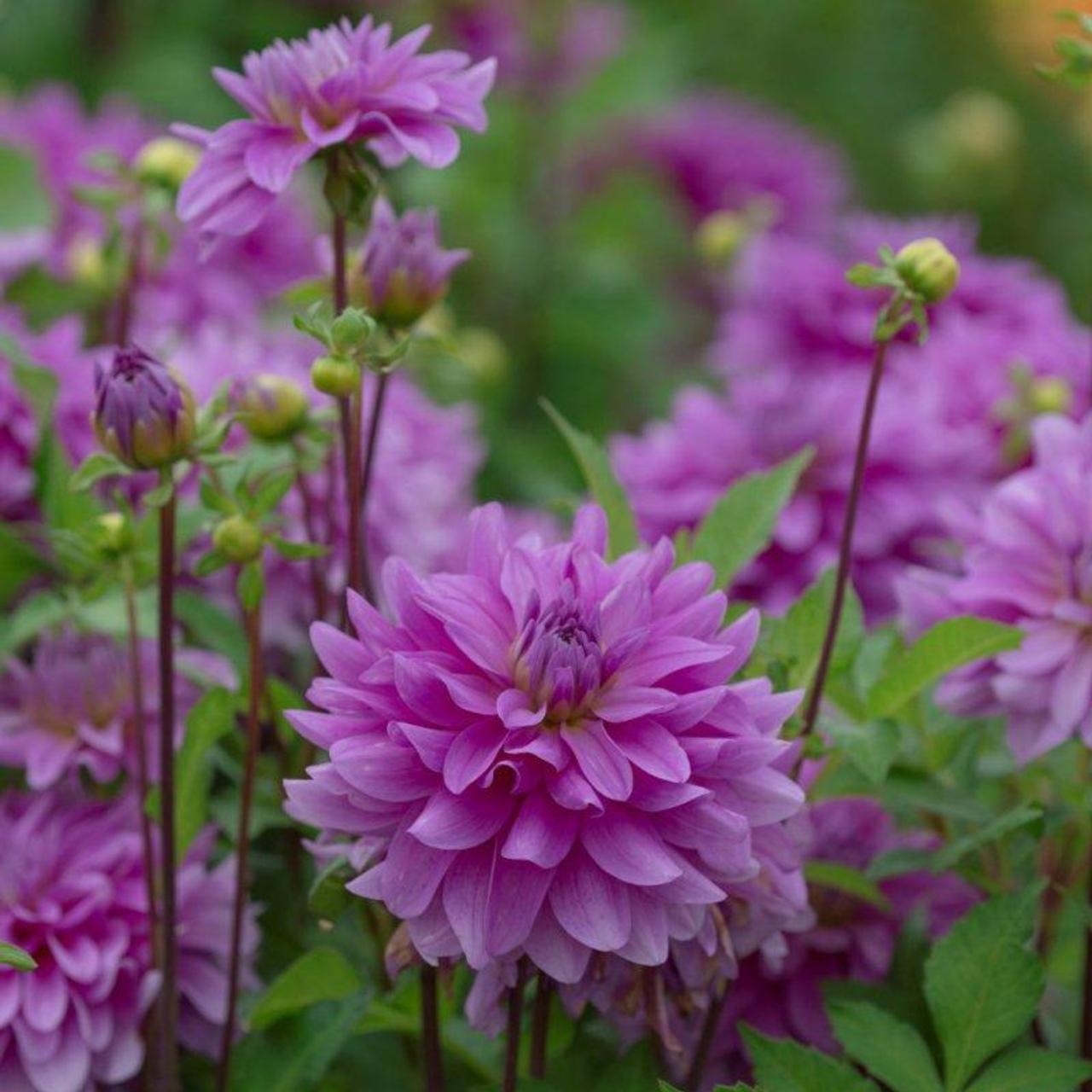 Dahlia 'Bluetiful' plant