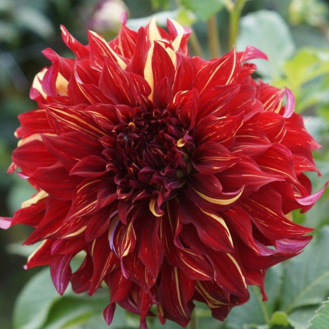 Dahlia 'Bohemian Spartacus' plant