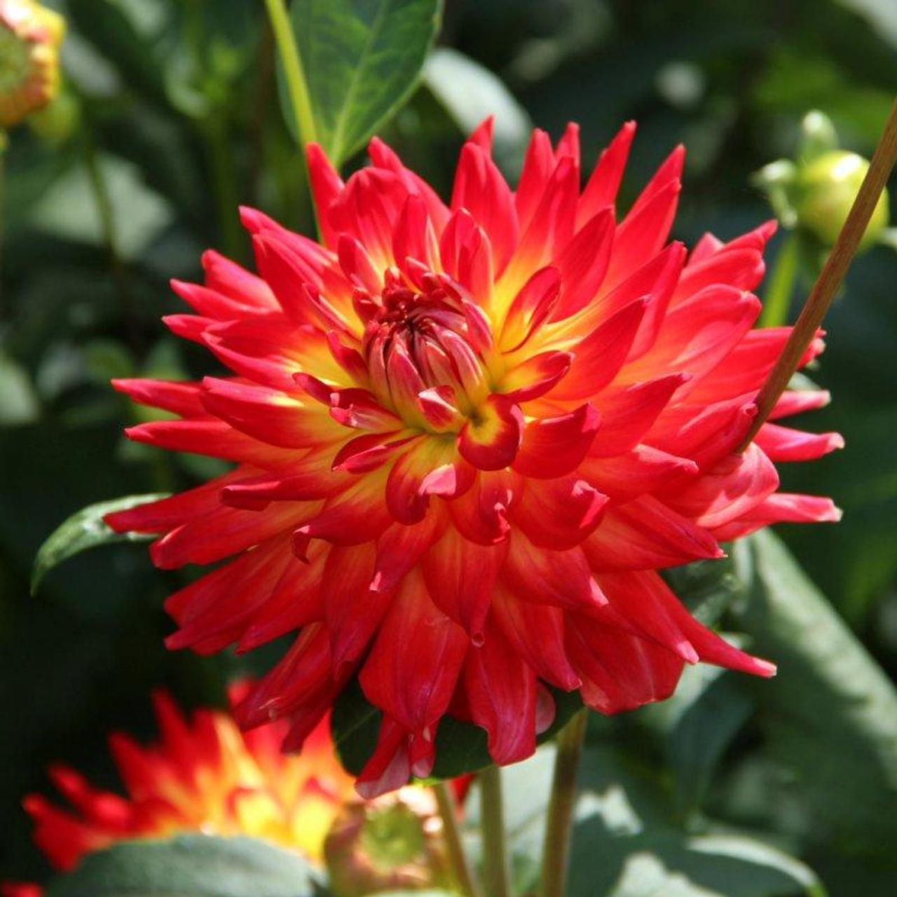 Dahlia 'Bon Bini' plant