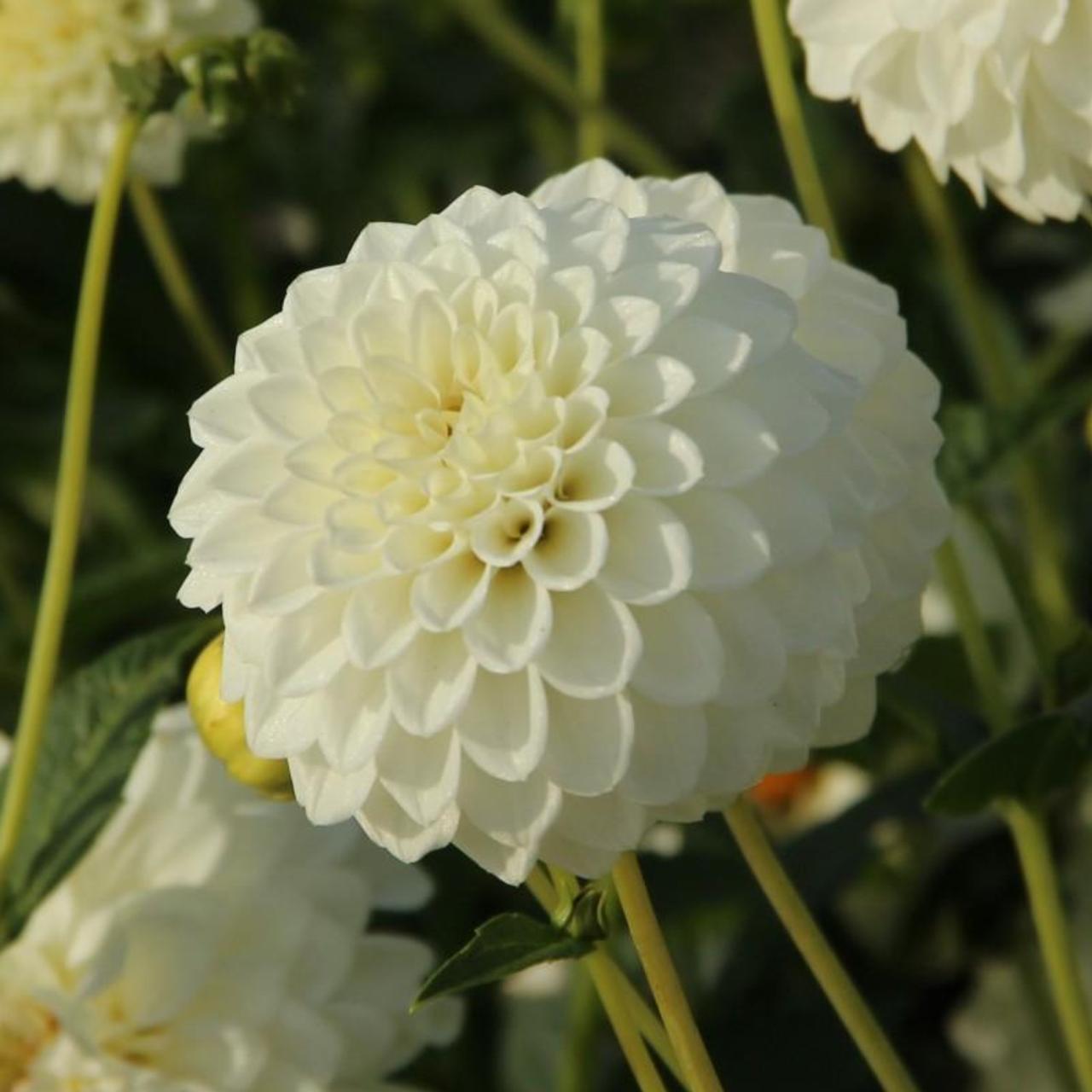 Dahlia 'Boom Boom White' plant