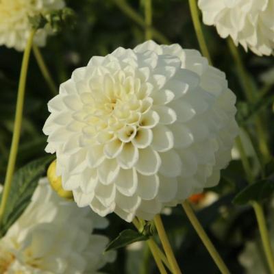 dahlia-boom-boom-white