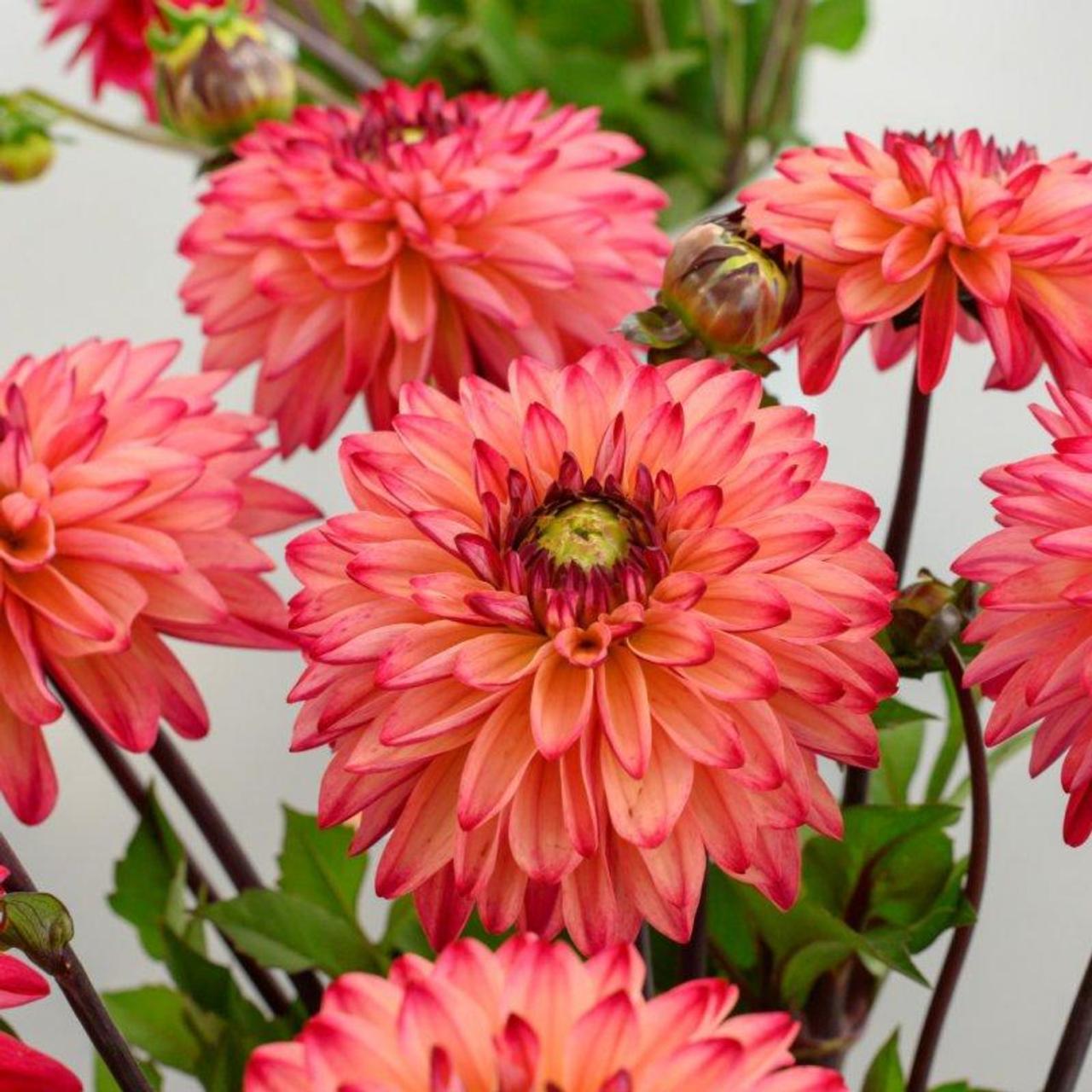 Dahlia 'Brabo' plant