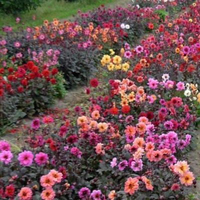 dahlia-breeder-mix-bio