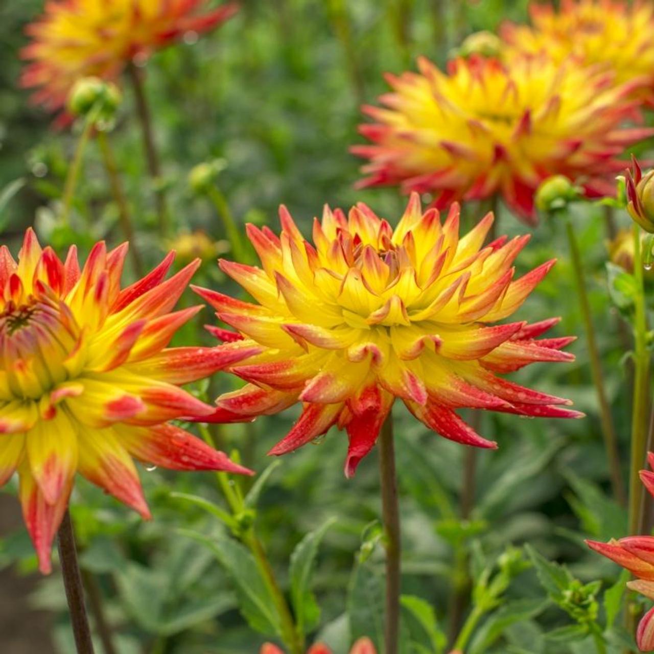 Dahlia 'Bridge View Aloha' plant