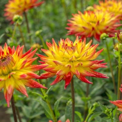 dahlia-bridge-view-aloha