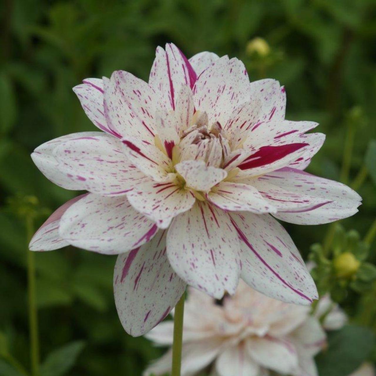 Dahlia 'Bright Diamond' plant