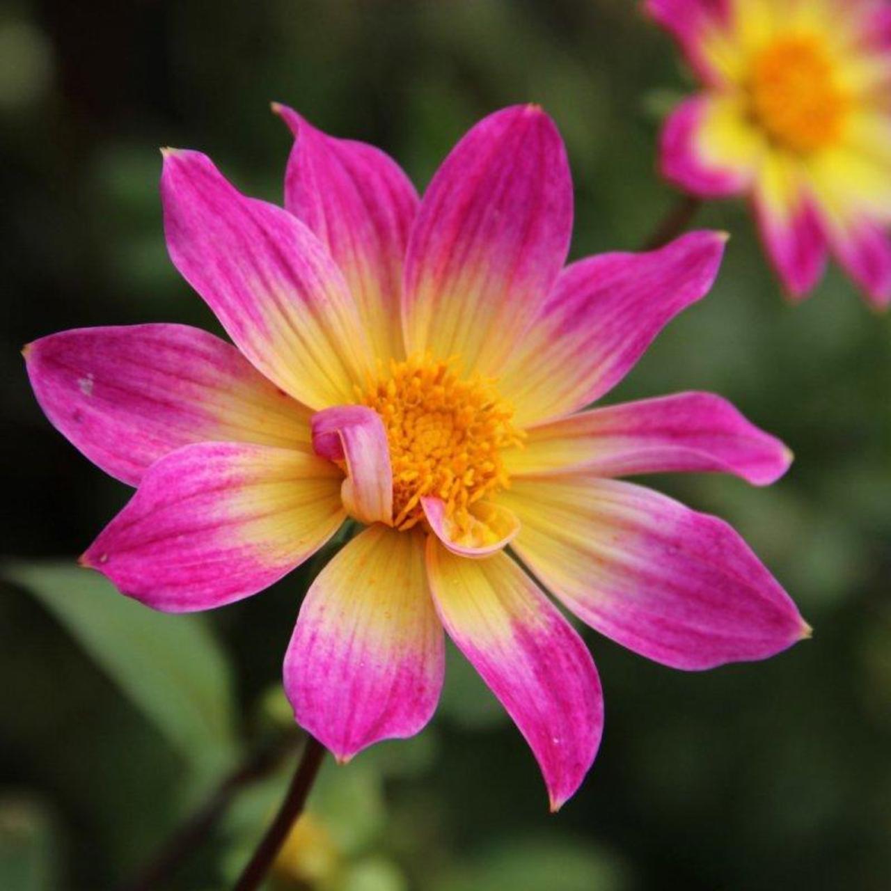 Dahlia 'Bright Eyes' plant