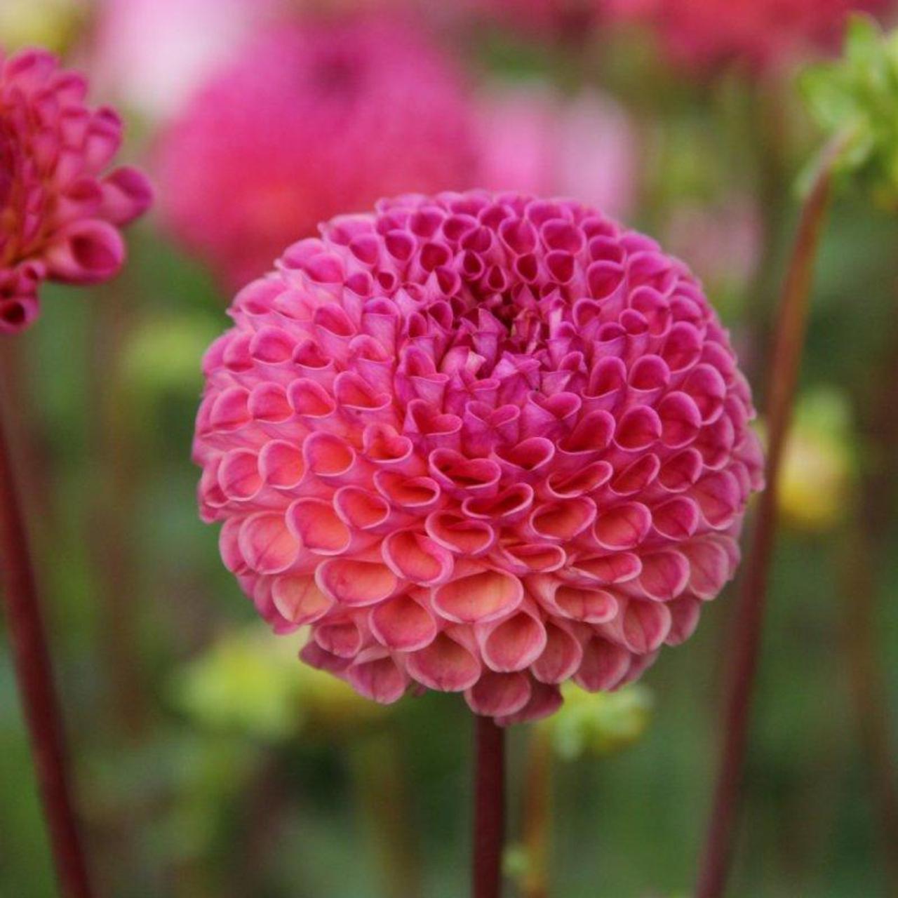 Dahlia 'Burlesca' plant