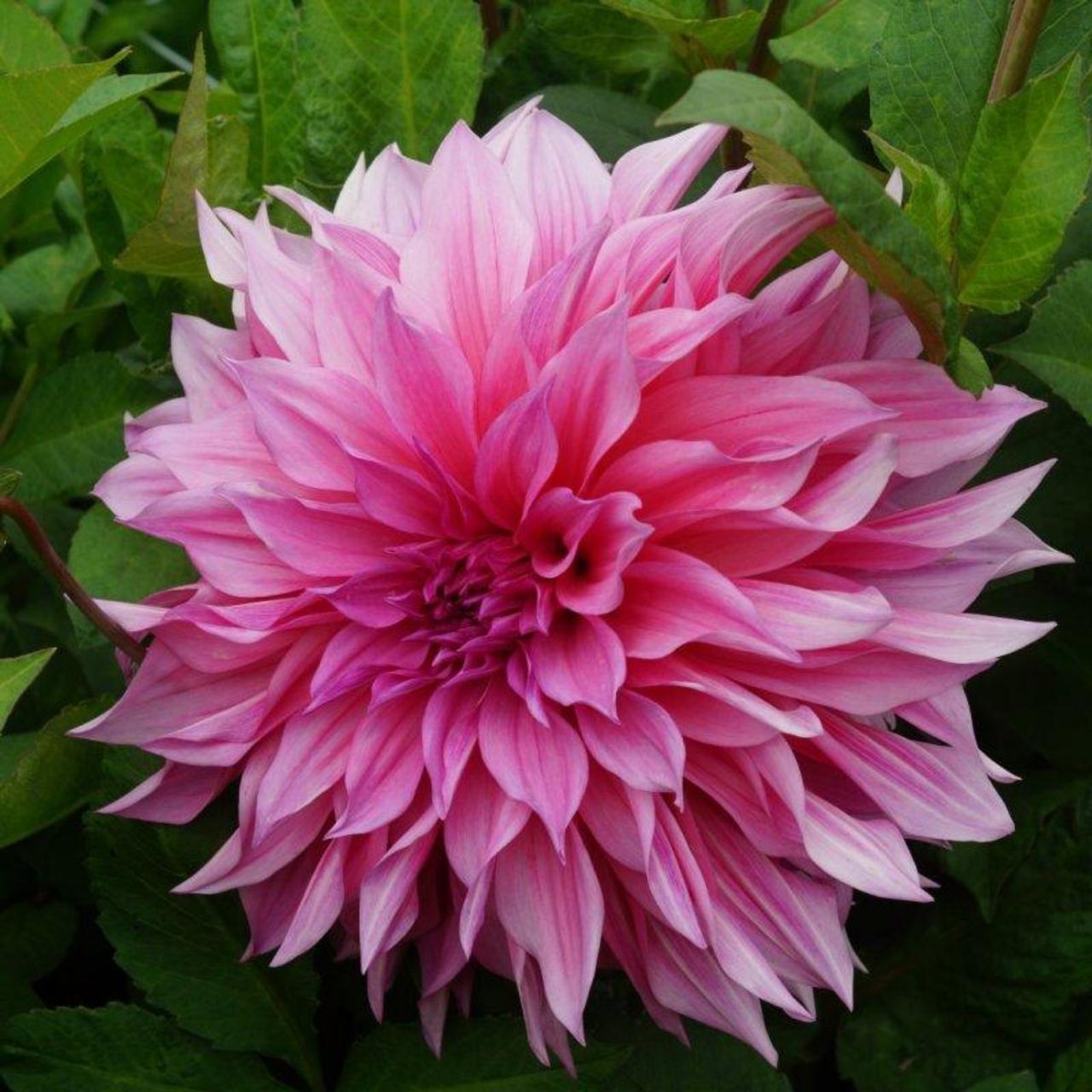 Dahlia 'Café au Lait Rosé' plant