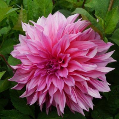 dahlia-cafe-au-lait-rose