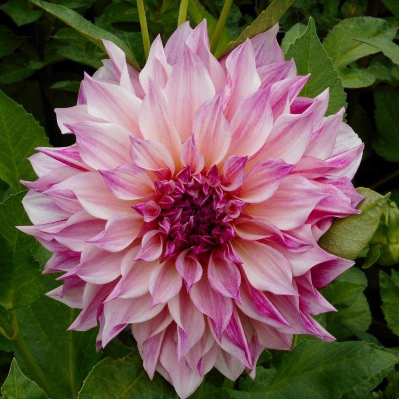 Dahlia 'Café au Lait Royal' plant