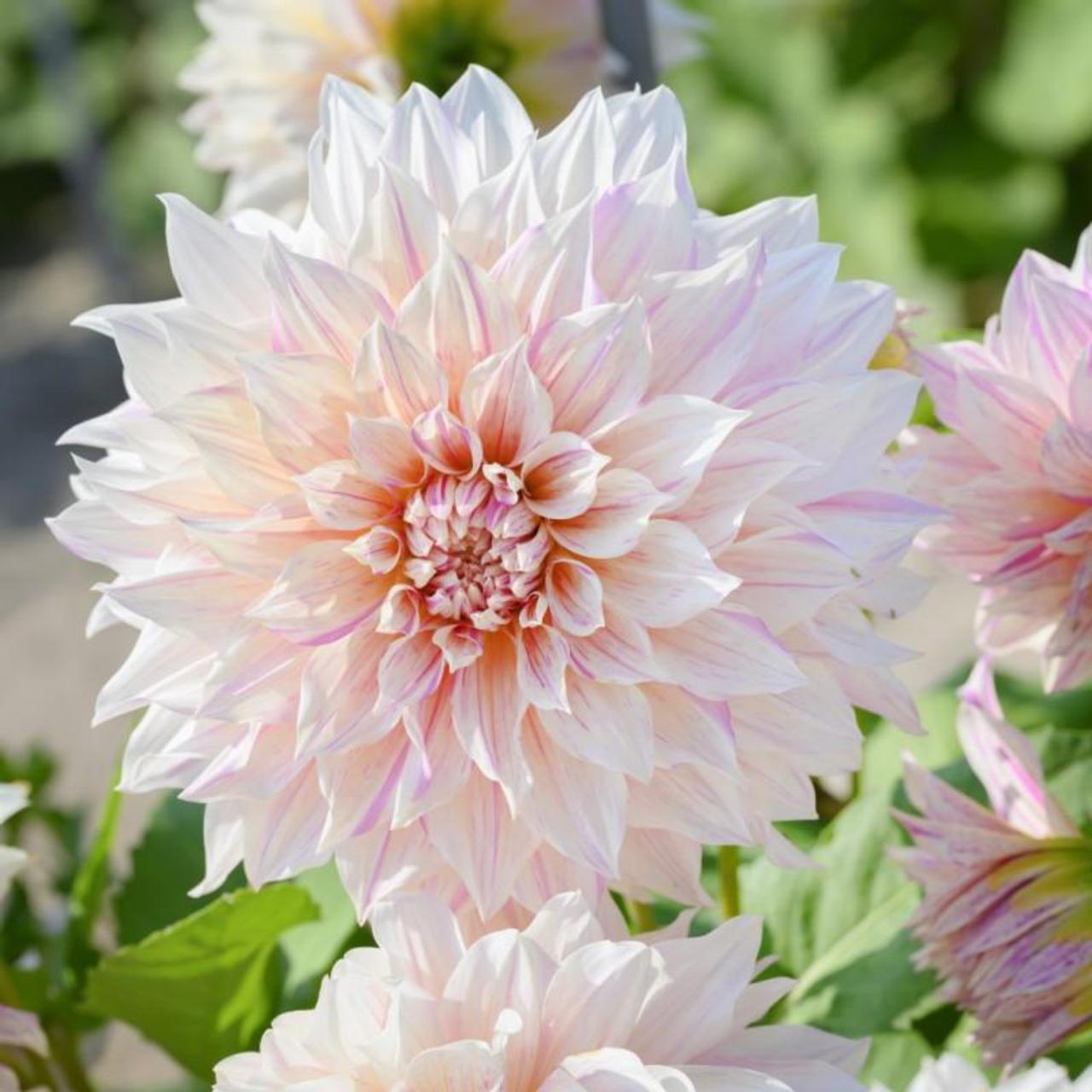 Dahlia 'Café au Lait Twist' plant