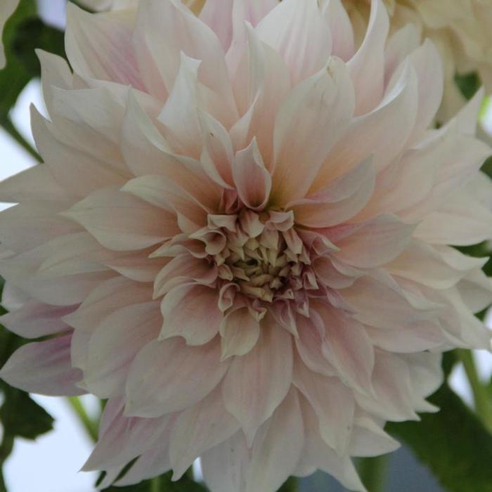 Dahlia 'Café au Lait' plant