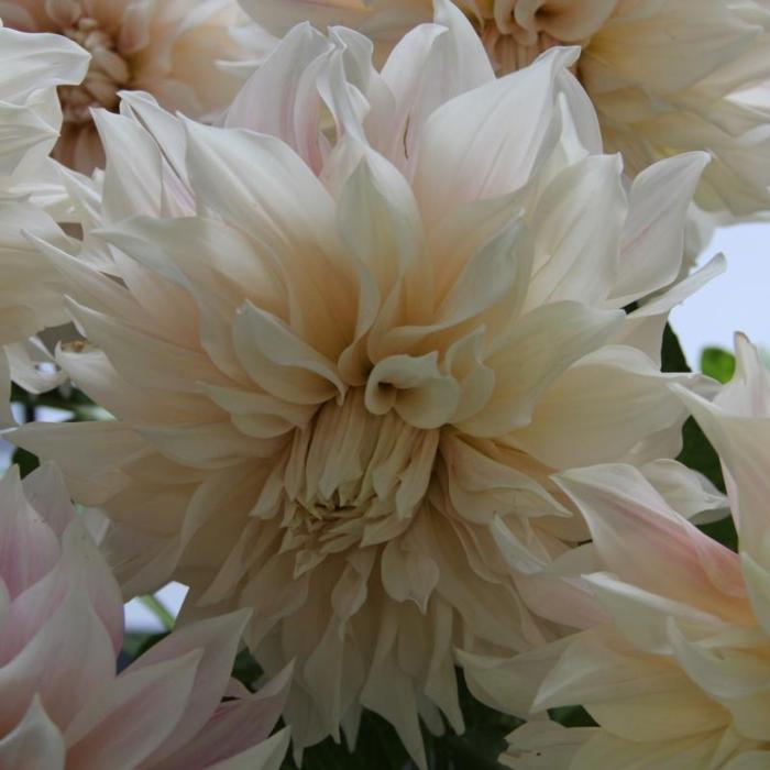 Dahlia 'Café au Lait' plant