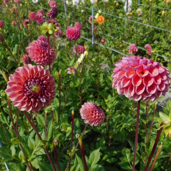 Dahlia 'Caitlin's Joy' plant