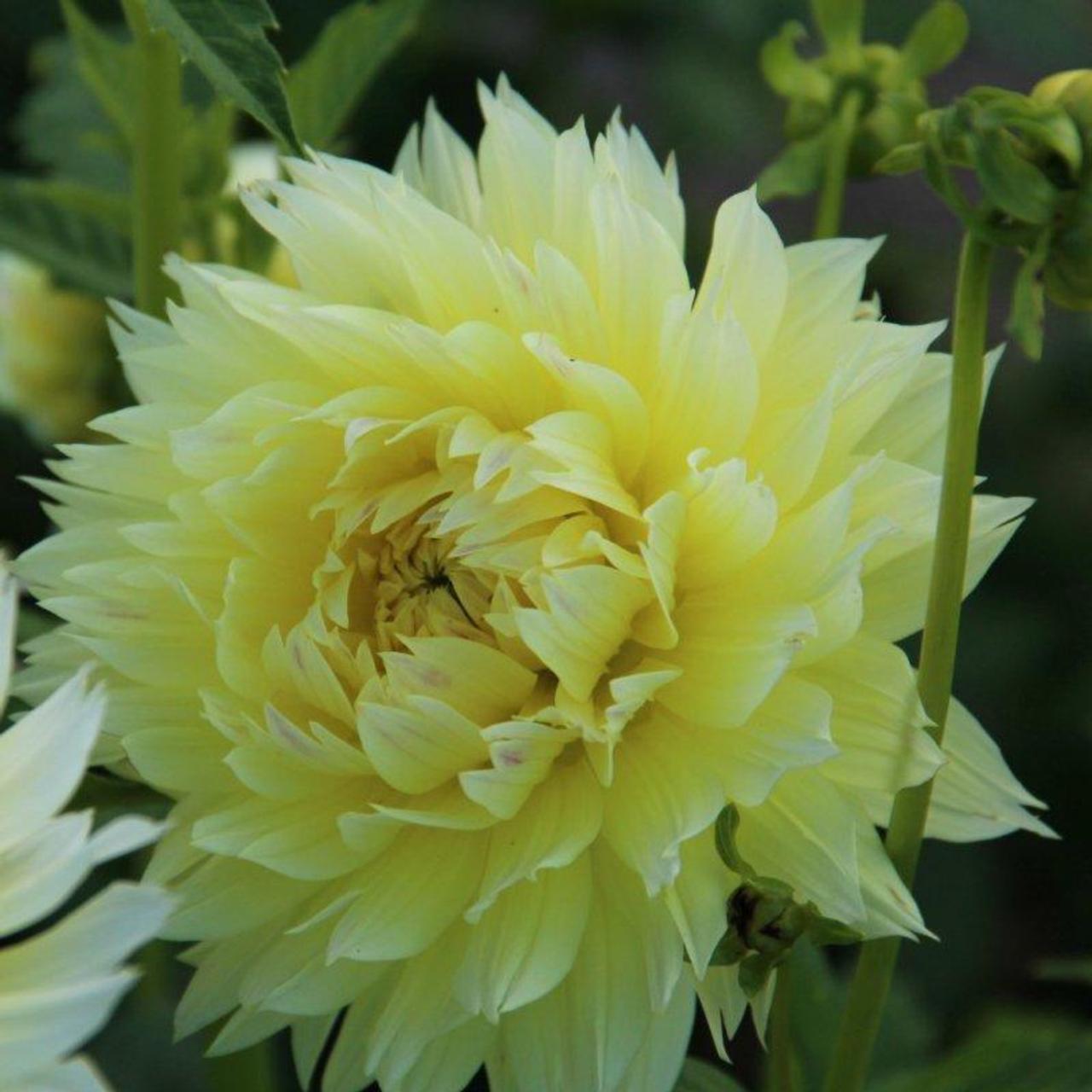 Dahlia 'Canary Fubuki' plant