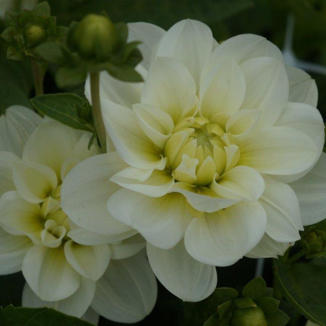 Dahlia 'Cantarino' plant