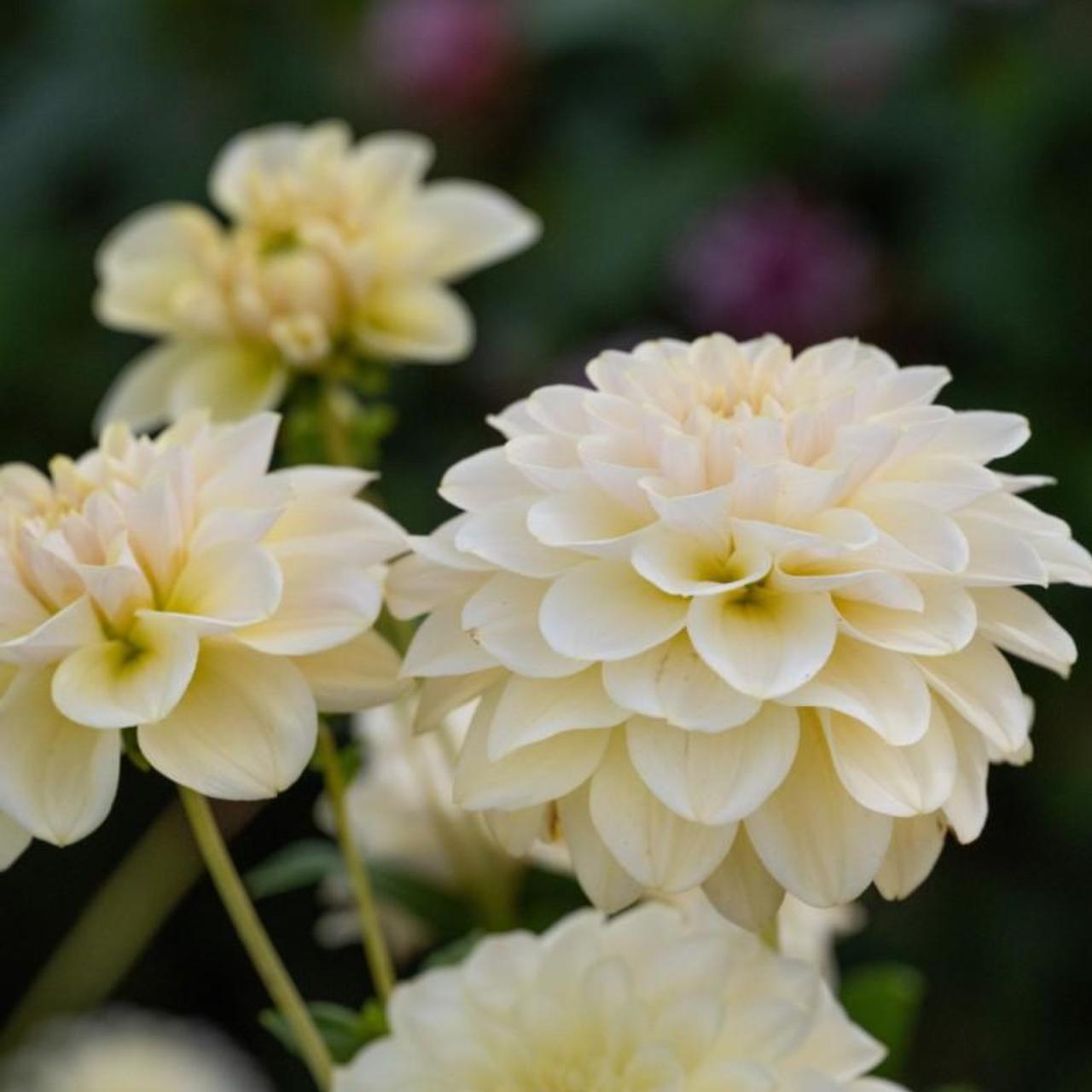 Dahlia 'Caramel Antique' plant