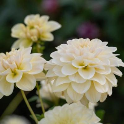 dahlia-caramel-antique