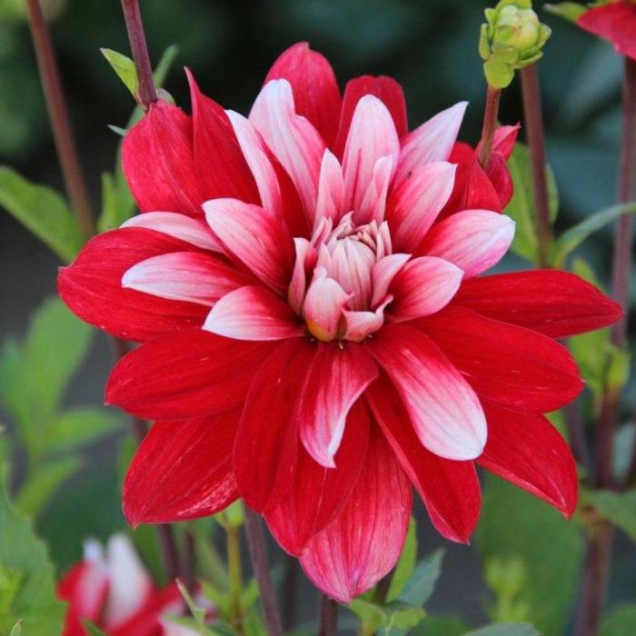 Dahlia 'Catching Fire' plant