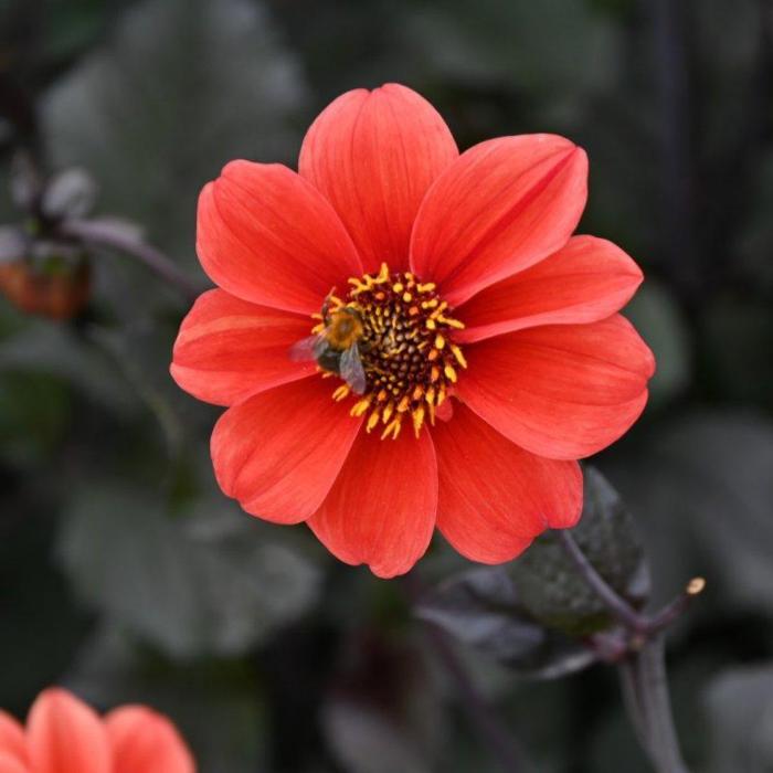 Dahlia 'Catherine Deneuve' plant