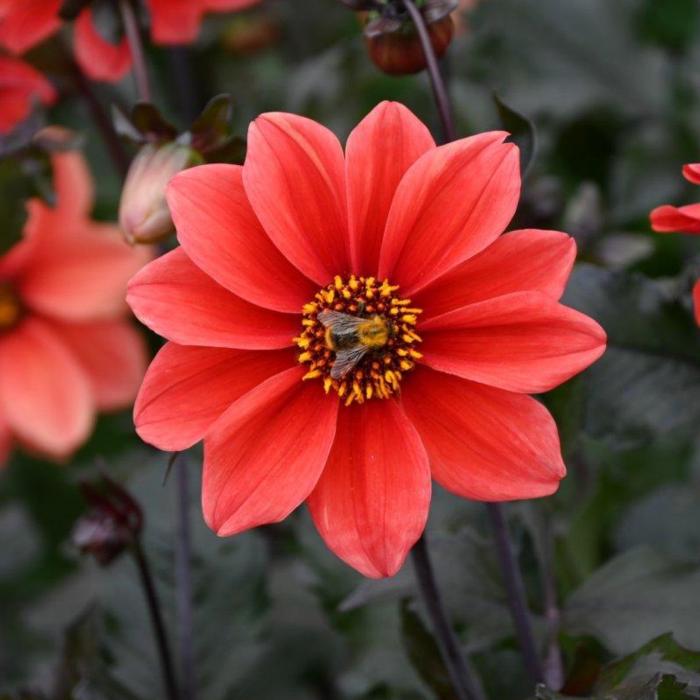 Dahlia 'Catherine Deneuve' plant