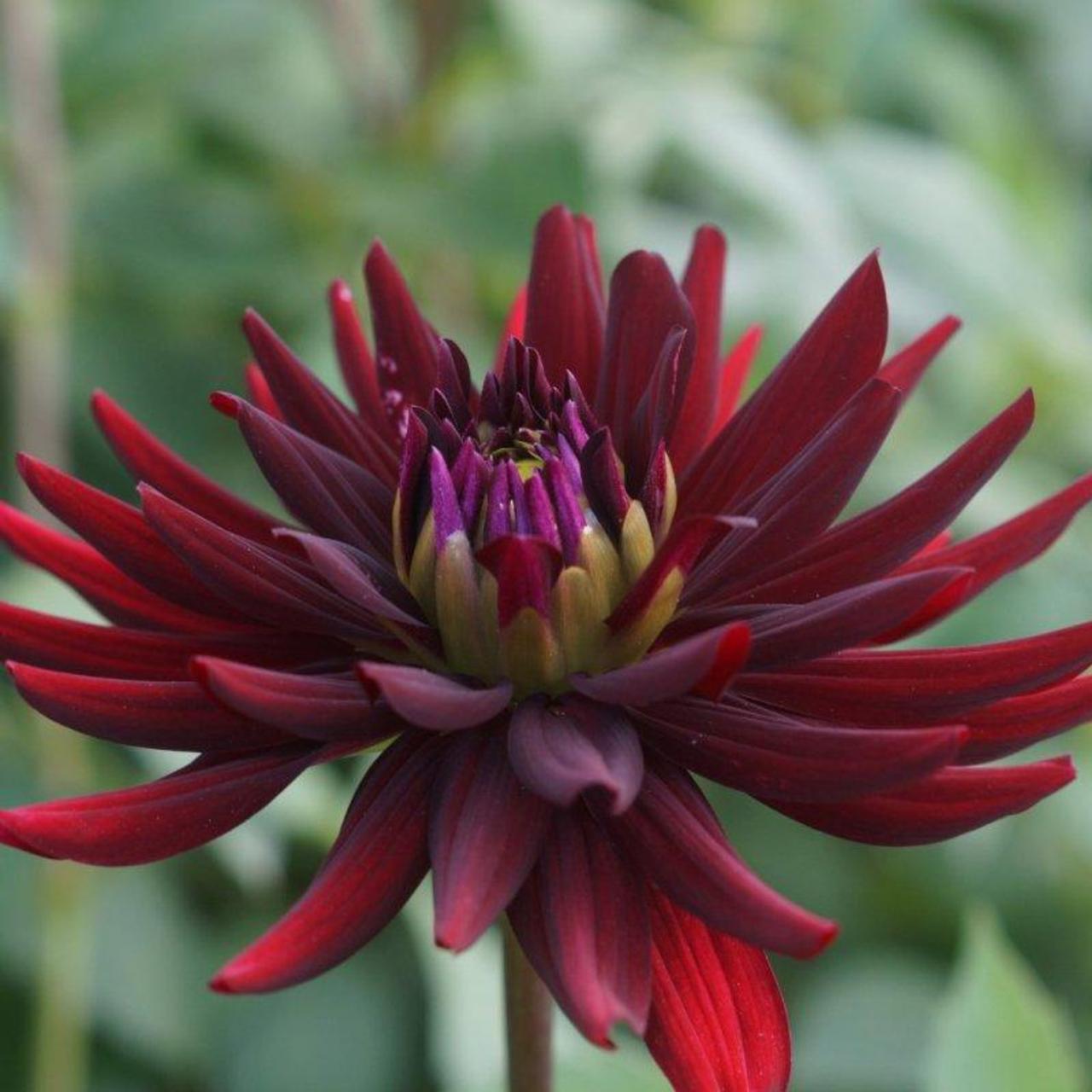 Dahlia 'Chat Noir' plant