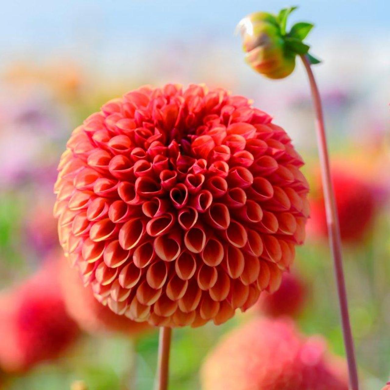 Dahlia 'Copperboy' plant