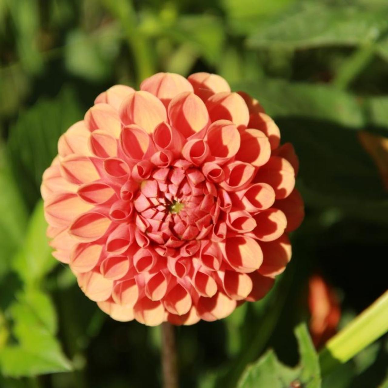 Dahlia 'Cornel Brons' plant