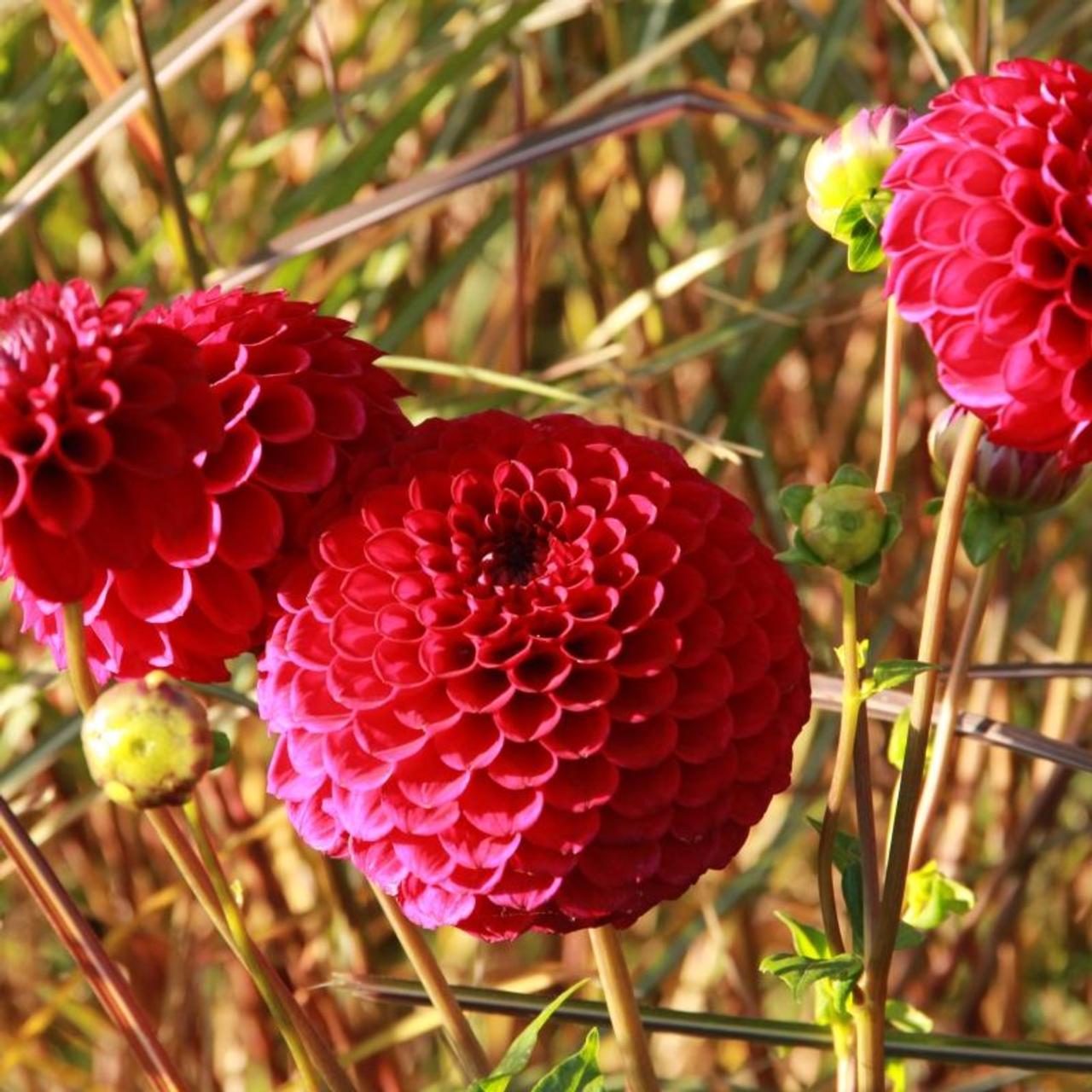 Dahlia 'Cornel' plant