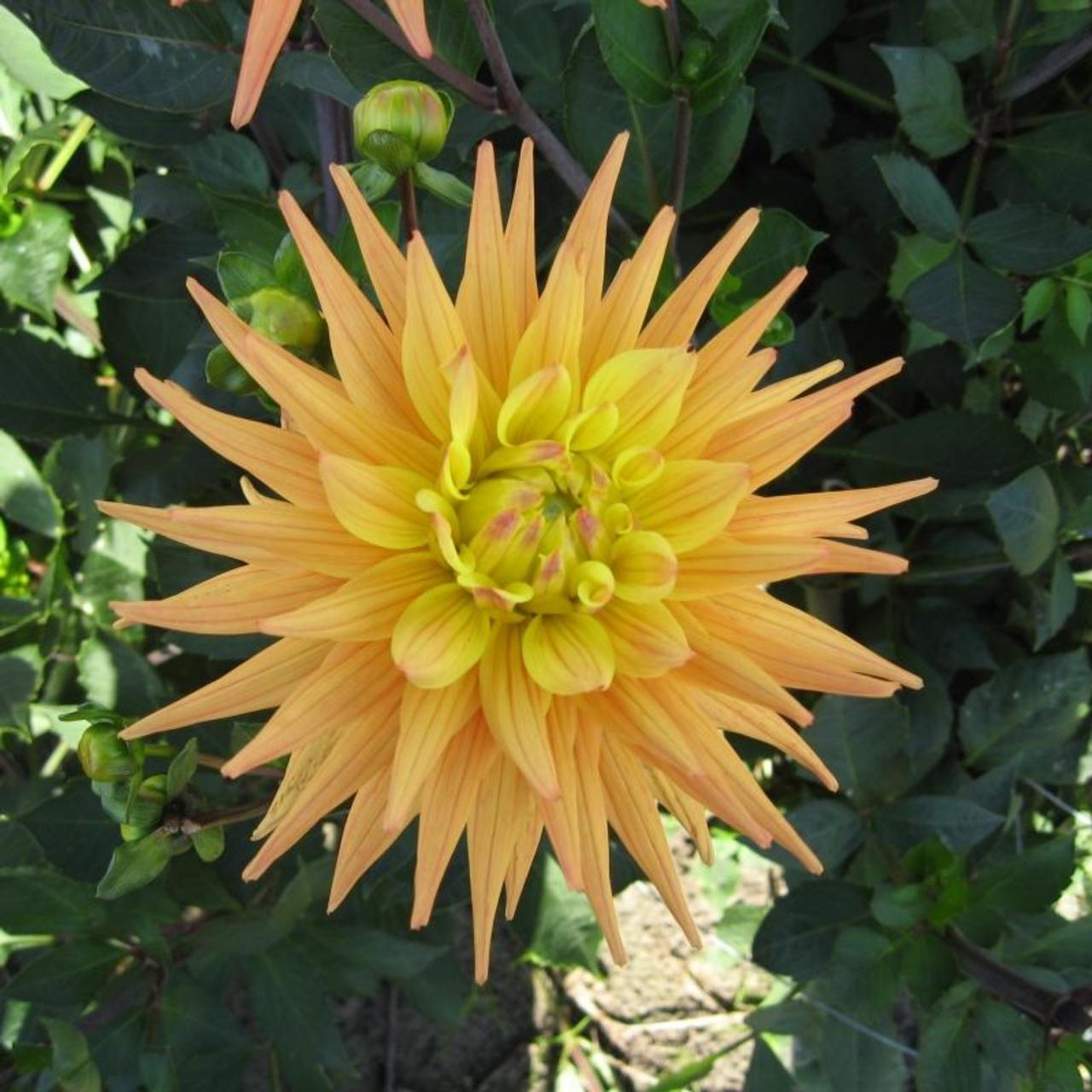 Dahlia 'Corona' plant