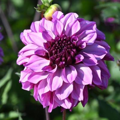 dahlia-cranberry-classic